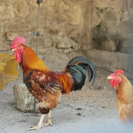 Fattoria Tolomei *