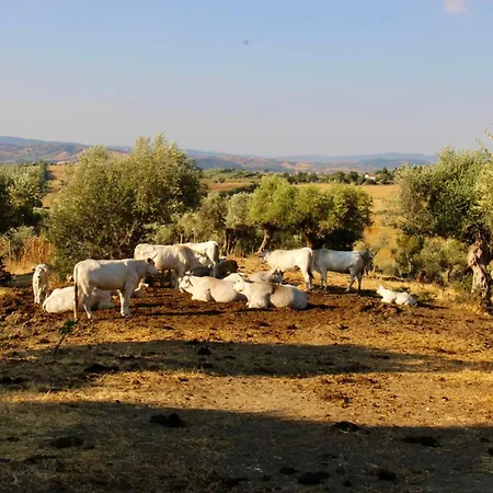 Fattoria Tolomei Campagnatico